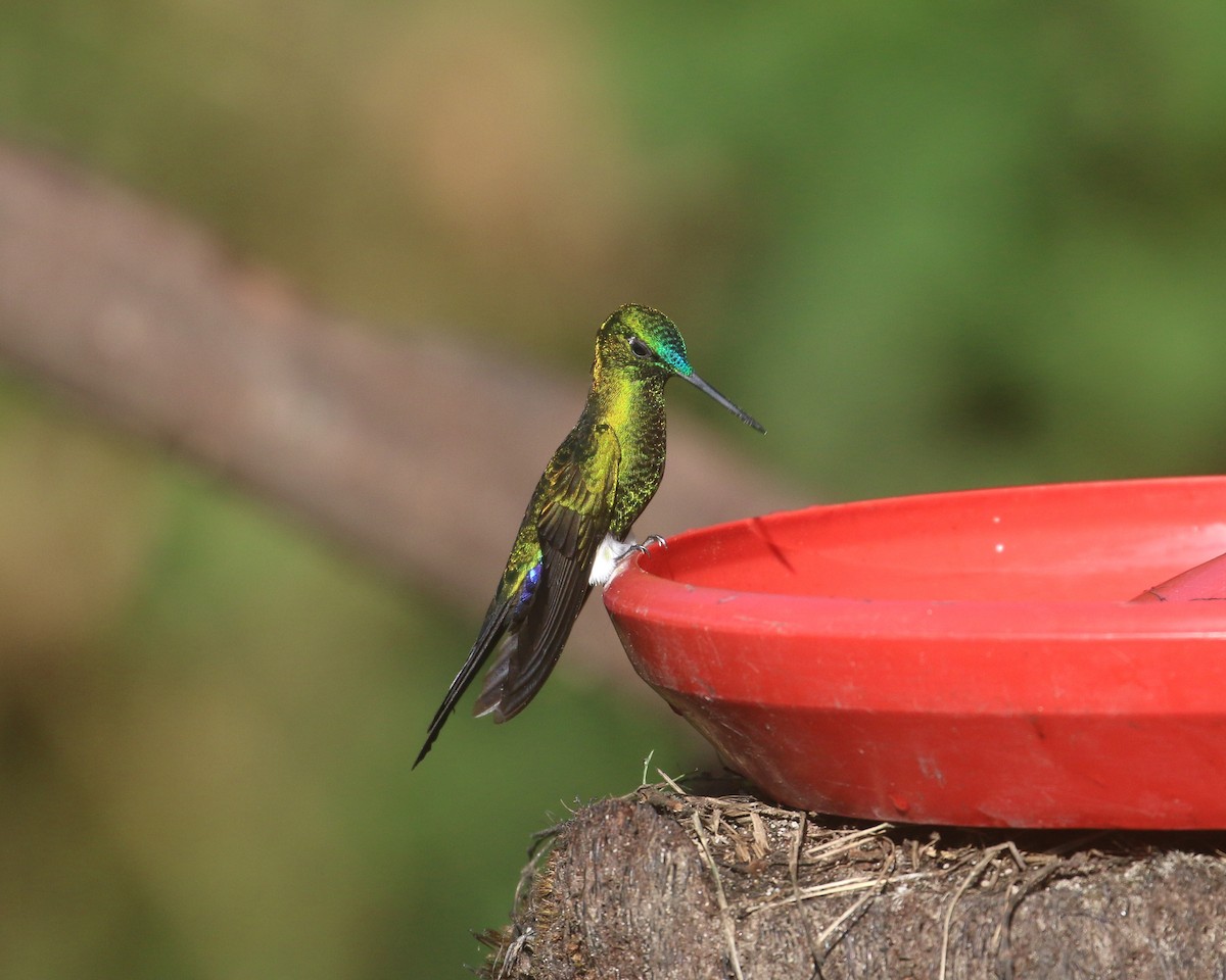 Sapphire-vented Puffleg (Sapphire-vented) - Lucas Corneliussen