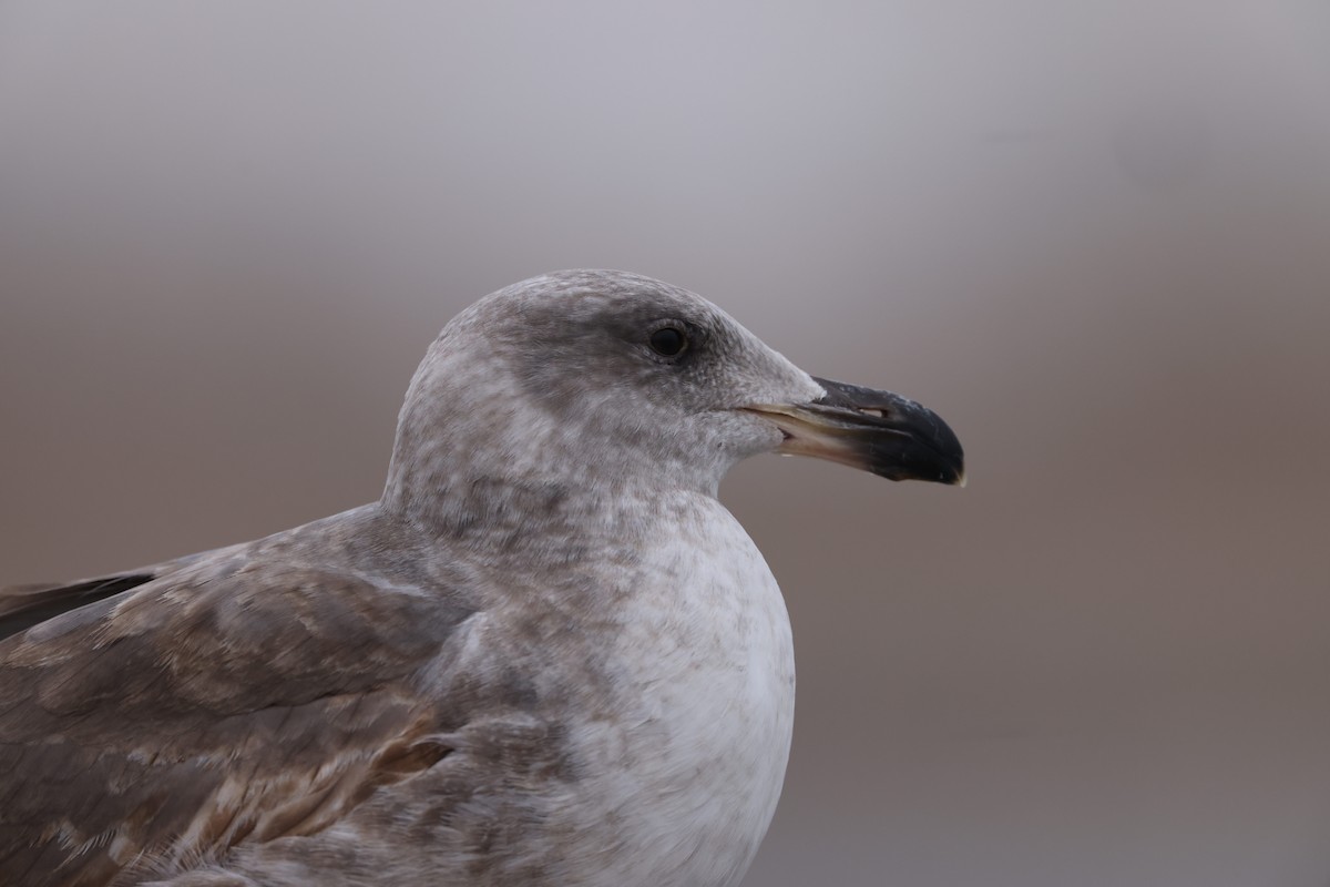 Yellow-footed Gull - ML613249425