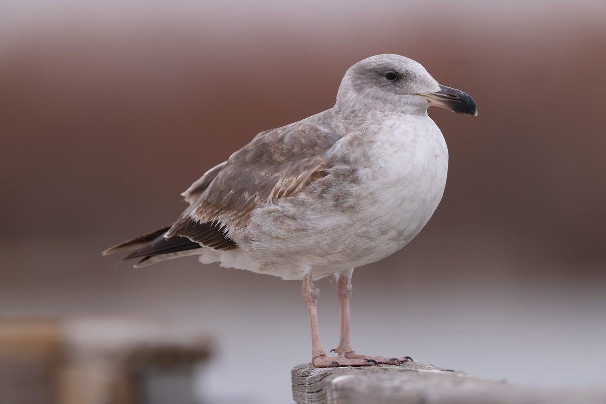 Yellow-footed Gull - ML613249427