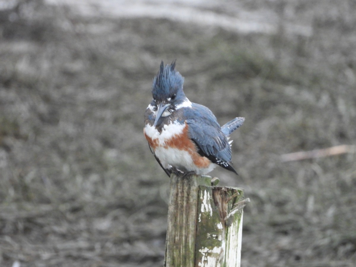 Belted Kingfisher - ML613249450