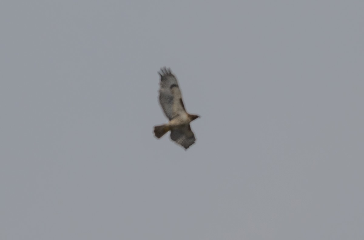 Red-tailed Hawk - ML613249456