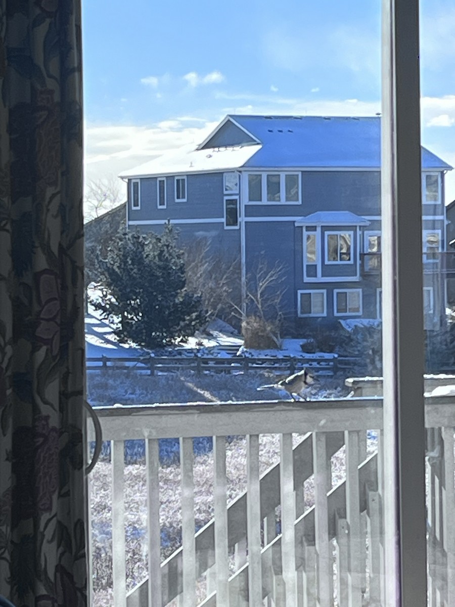 Blue Jay - ML613249508