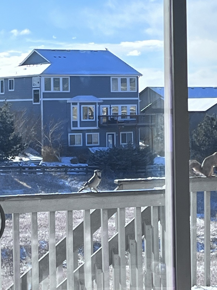 Blue Jay - ML613249510