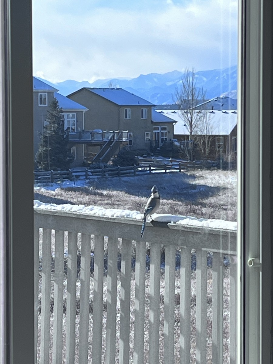 Blue Jay - ML613249513