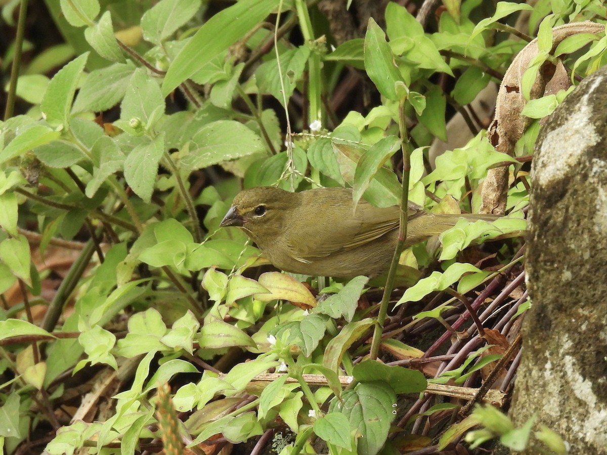 Yellow-faced Grassquit - Margaret Mackenzie