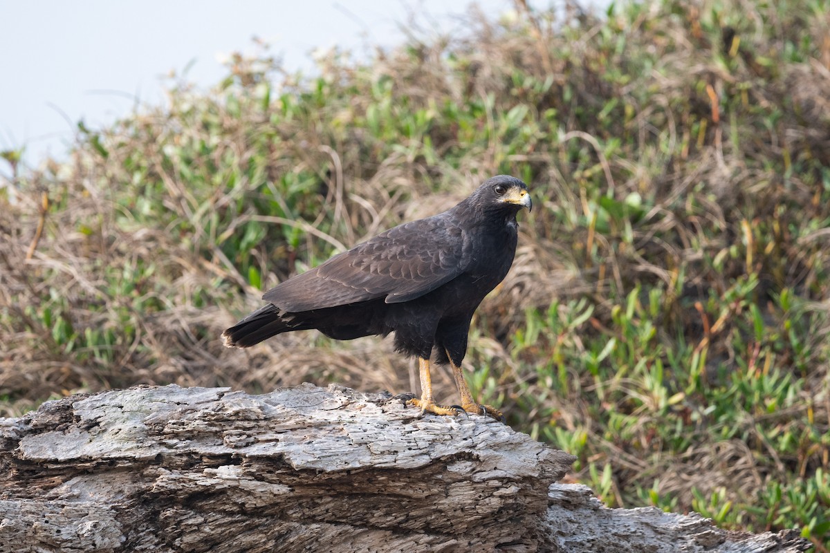 Common Black Hawk - ML613249539