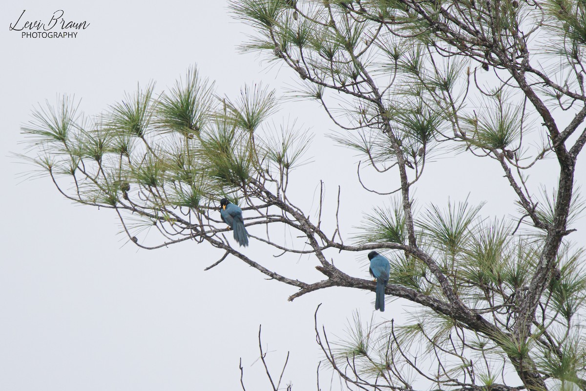 Yucatan Jay - Levi Braun