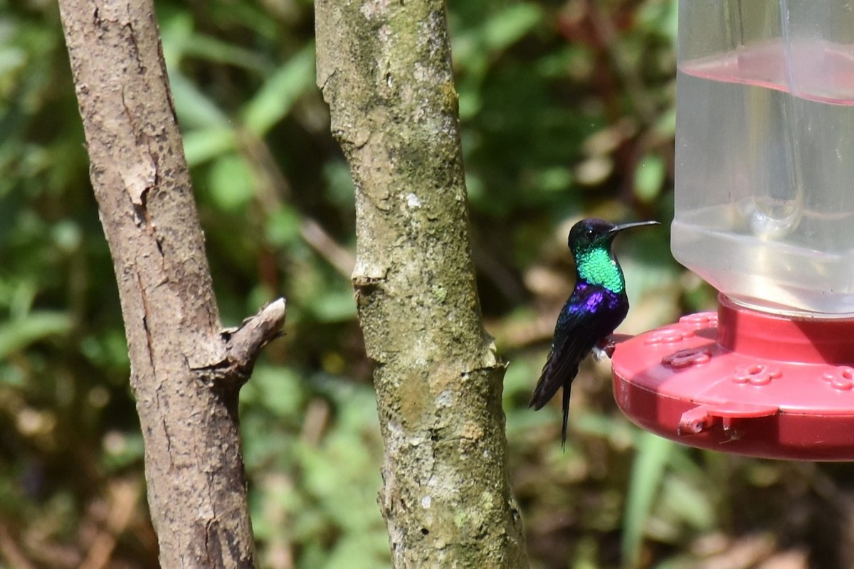 Crowned Woodnymph (Colombian Violet-crowned) - David Wheeler