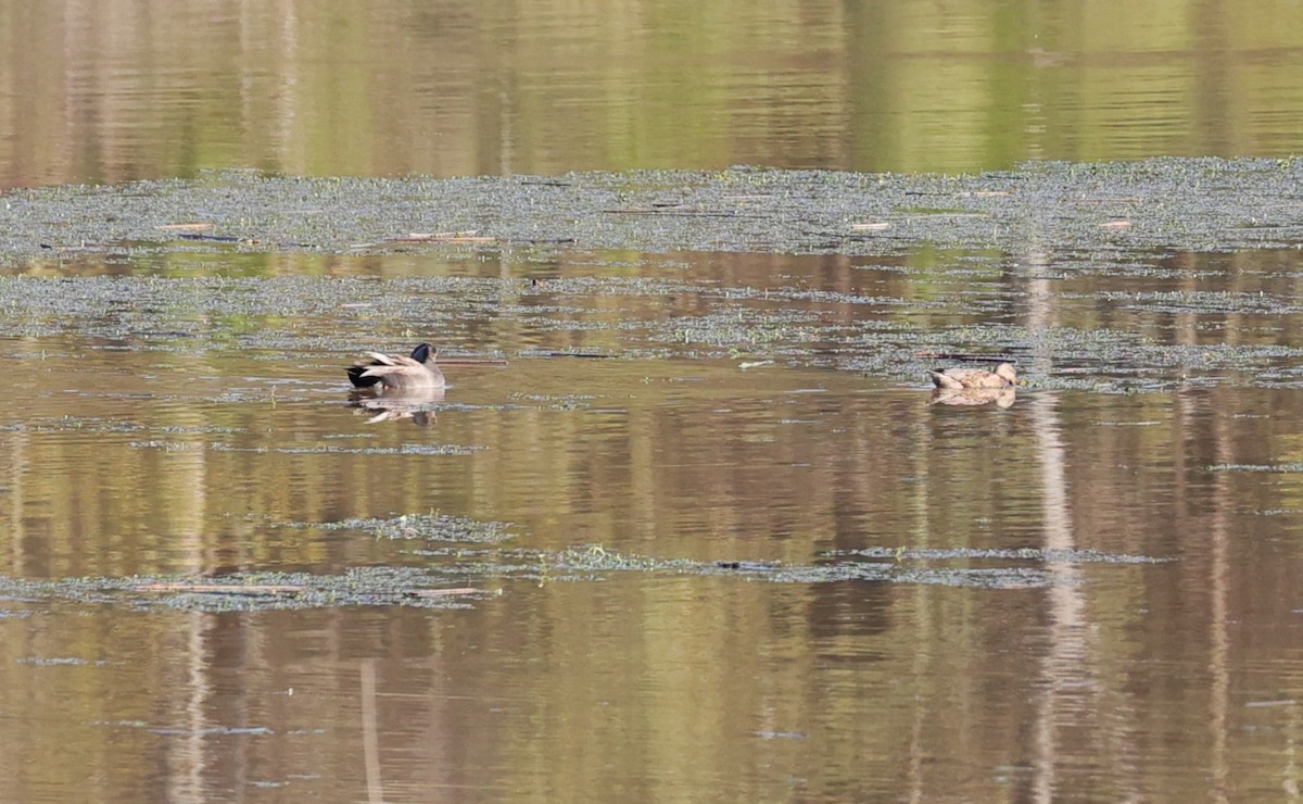 Gadwall - Margareta Wieser