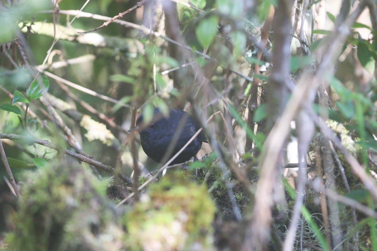 Blackish Tapaculo (Blackish) - ML613249793