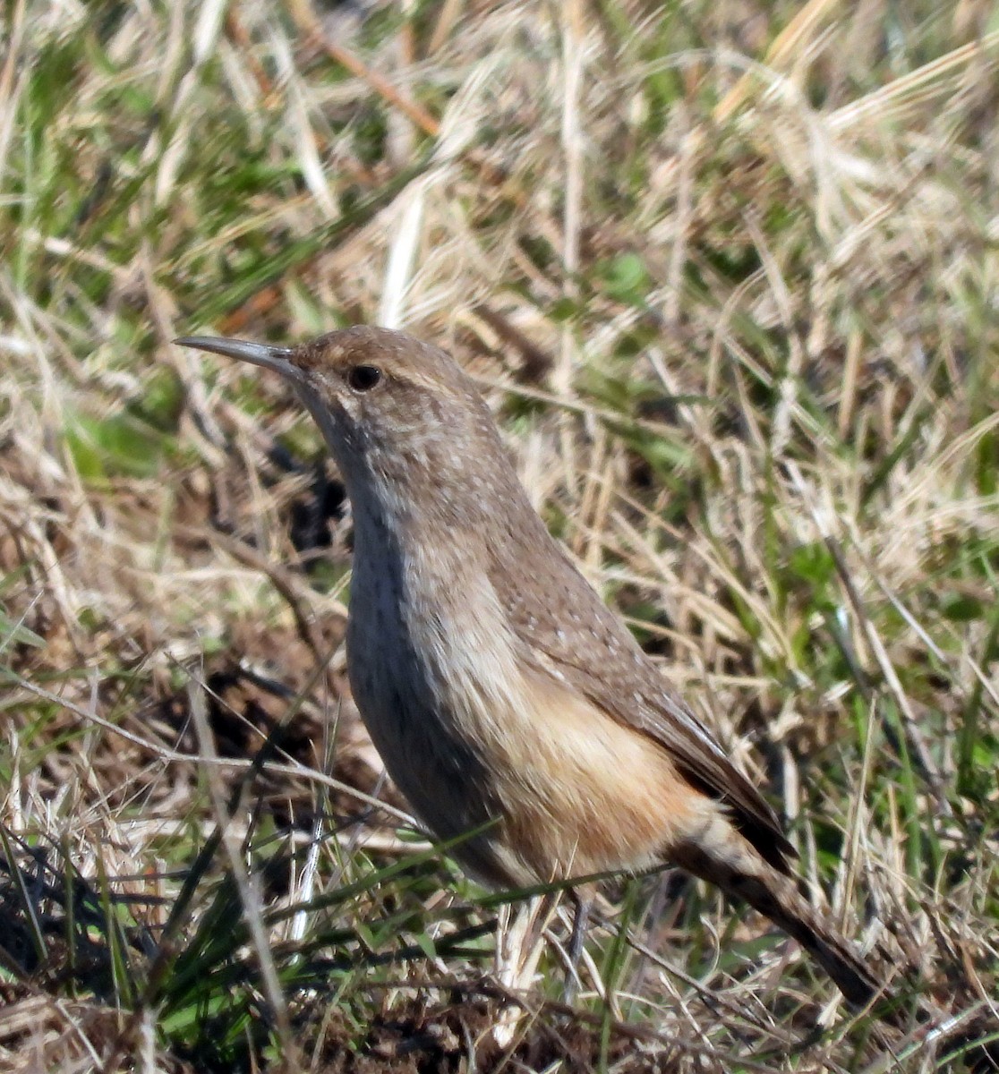 Rock Wren - ML613249944