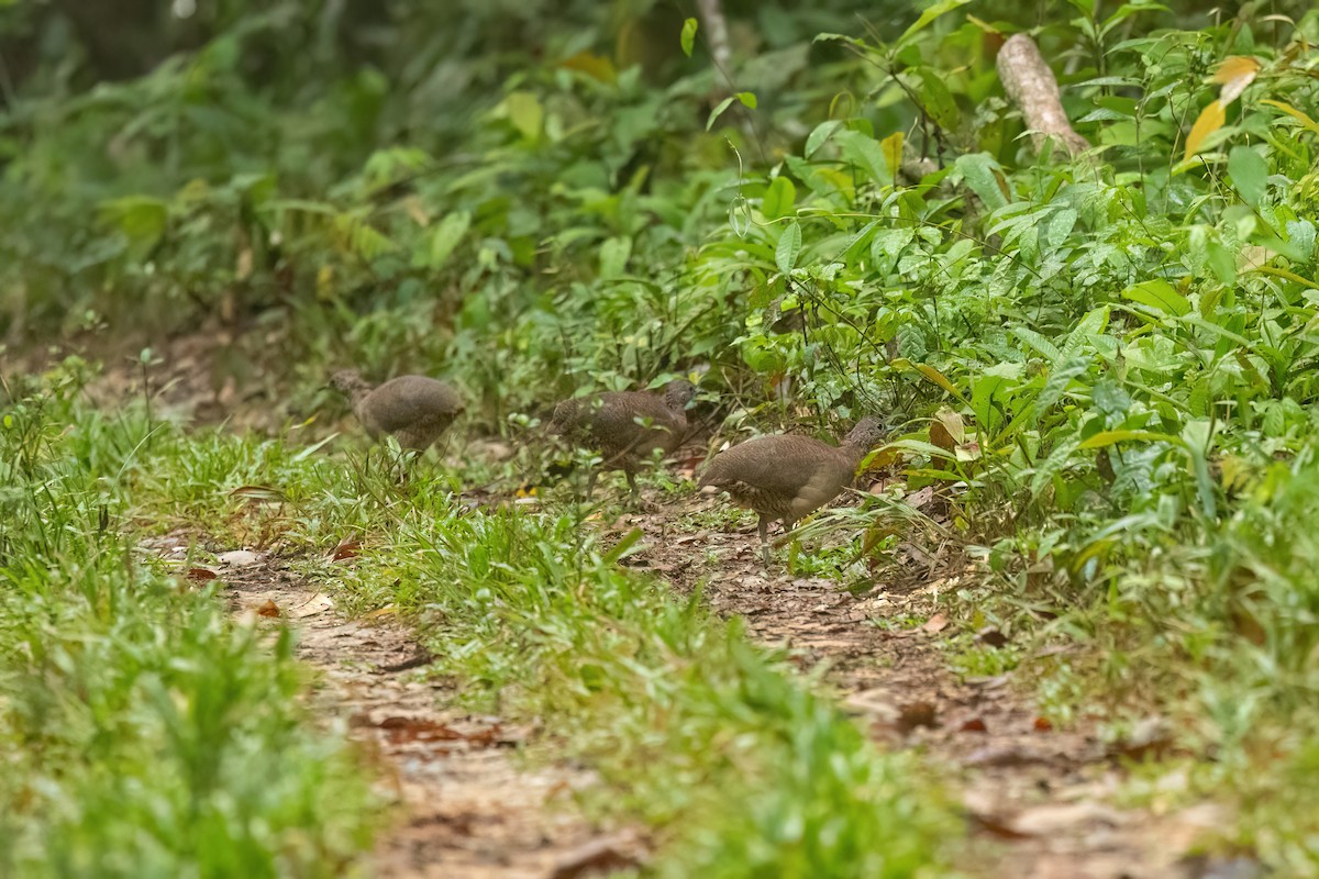 Undulated Tinamou - ML613249988