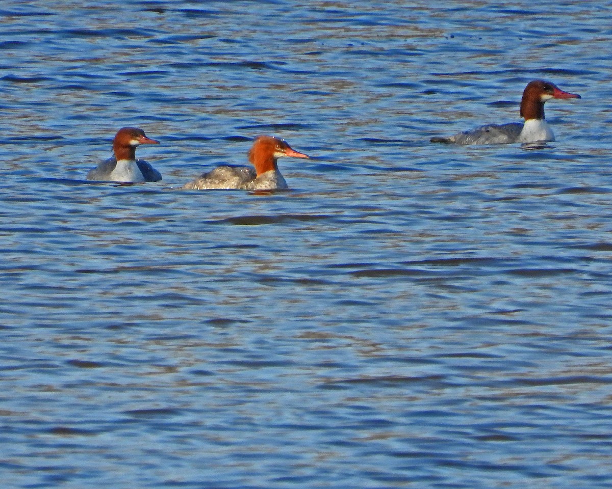 Common Merganser - ML613250227