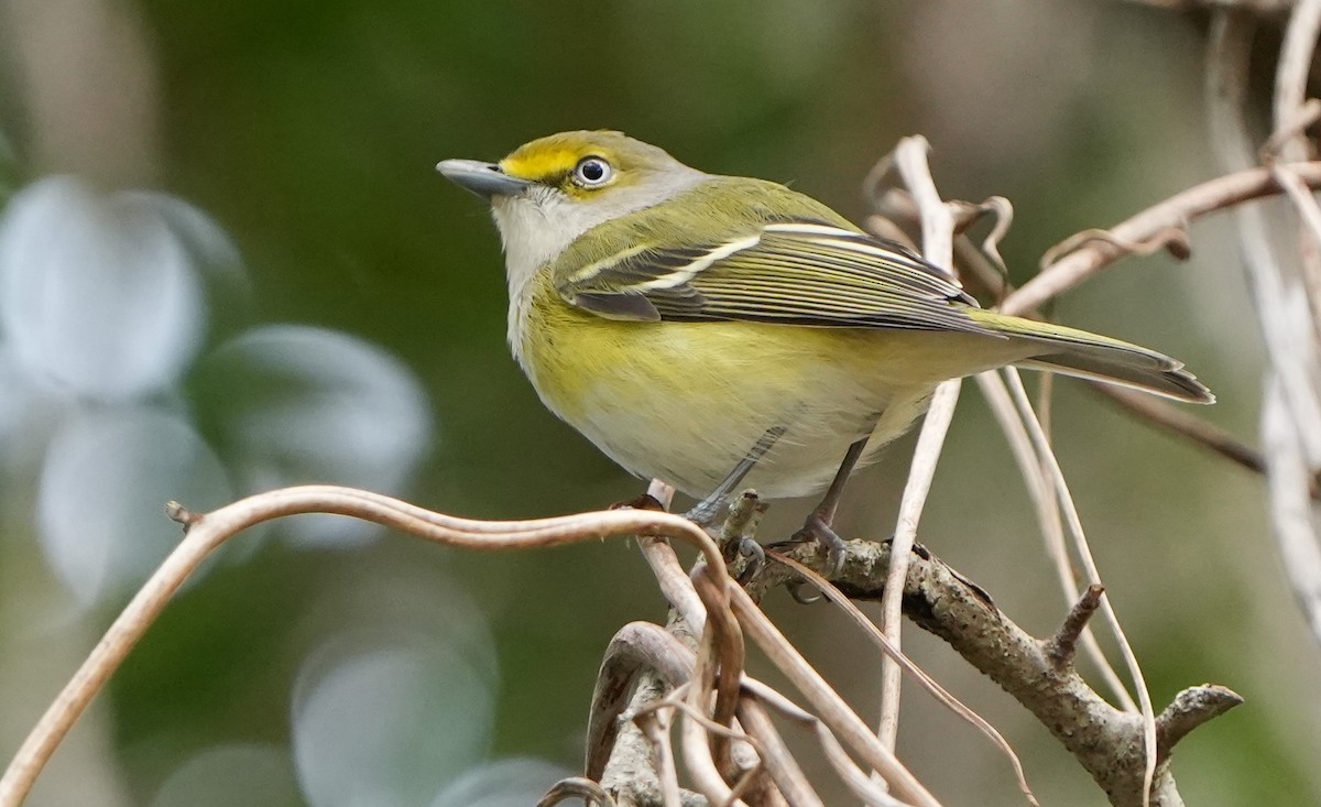 White-eyed Vireo - Dave Bowman