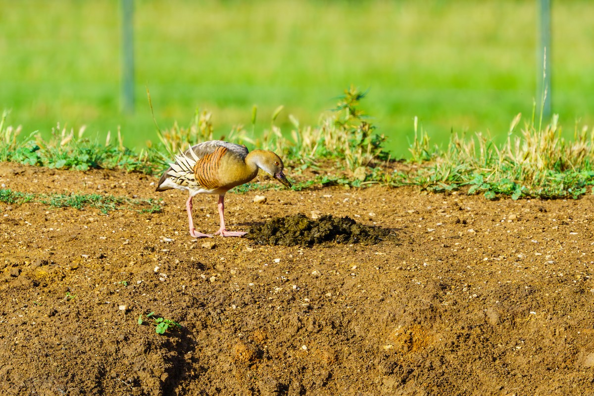 Plumed Whistling-Duck - James Churches