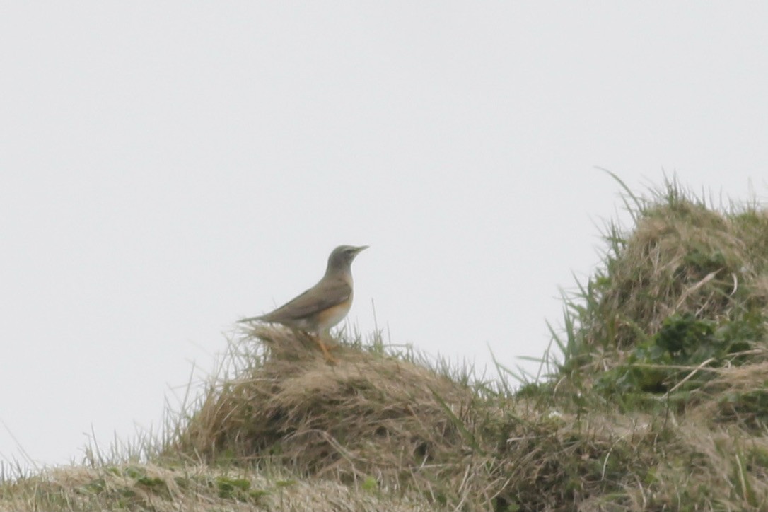 Eyebrowed Thrush - Michael Lester