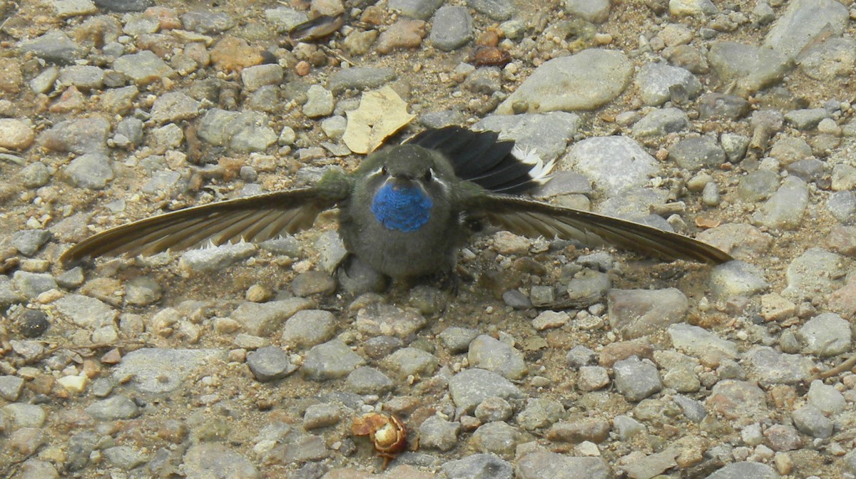 Blue-throated Mountain-gem - ML613250286