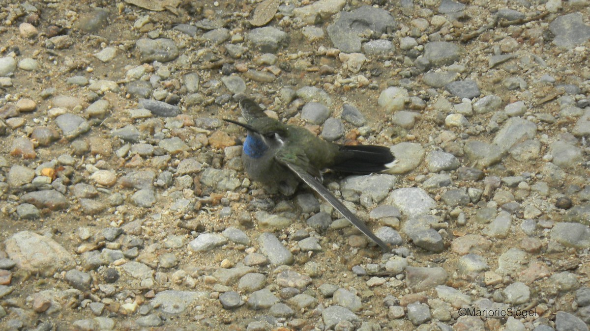 Blue-throated Mountain-gem - ML613250291