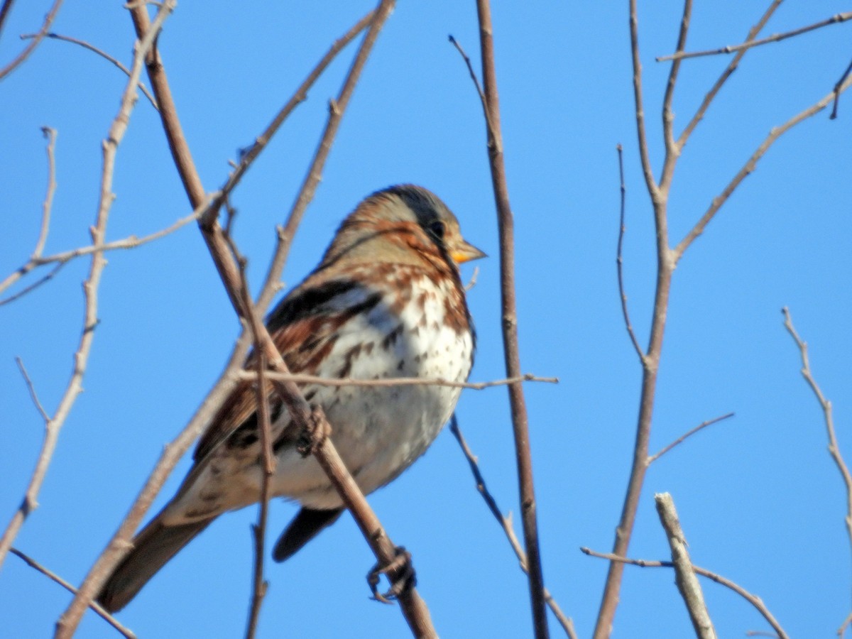 Fox Sparrow - ML613250310