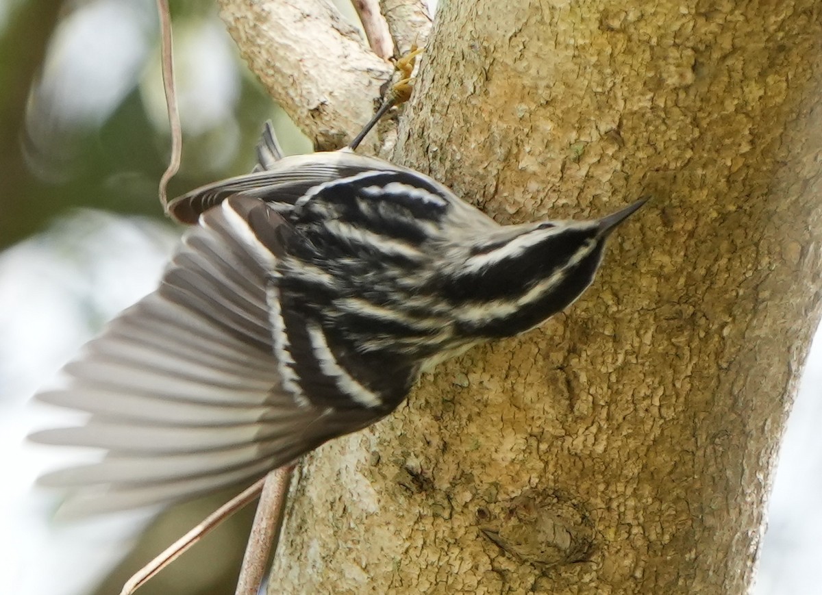 Black-and-white Warbler - Dave Bowman
