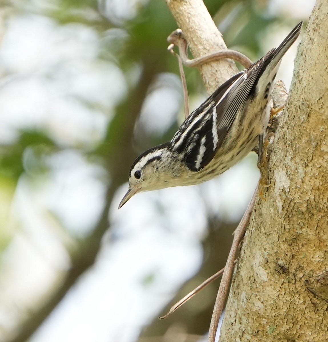 Black-and-white Warbler - ML613250350