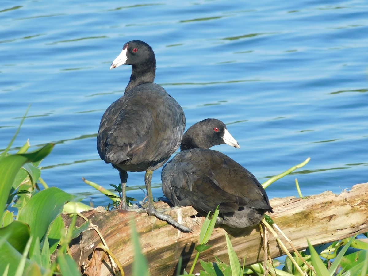 American Coot - ML613250361