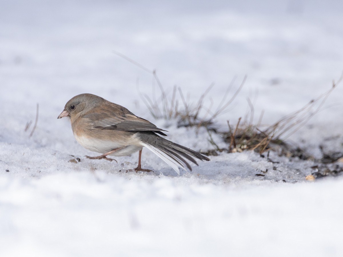 Dark-eyed Junco (Slate-colored/cismontanus) - ML613250363