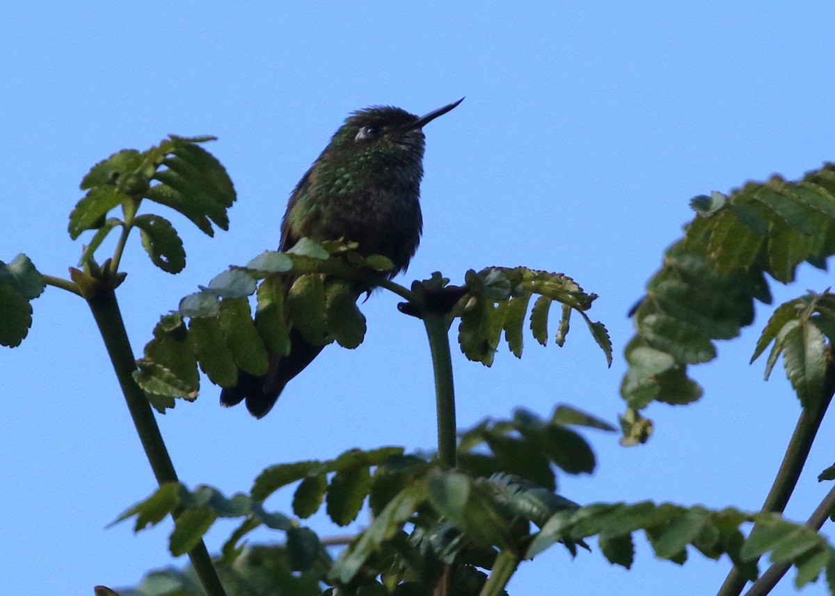 kolibřík ostrozobý - ML613250424