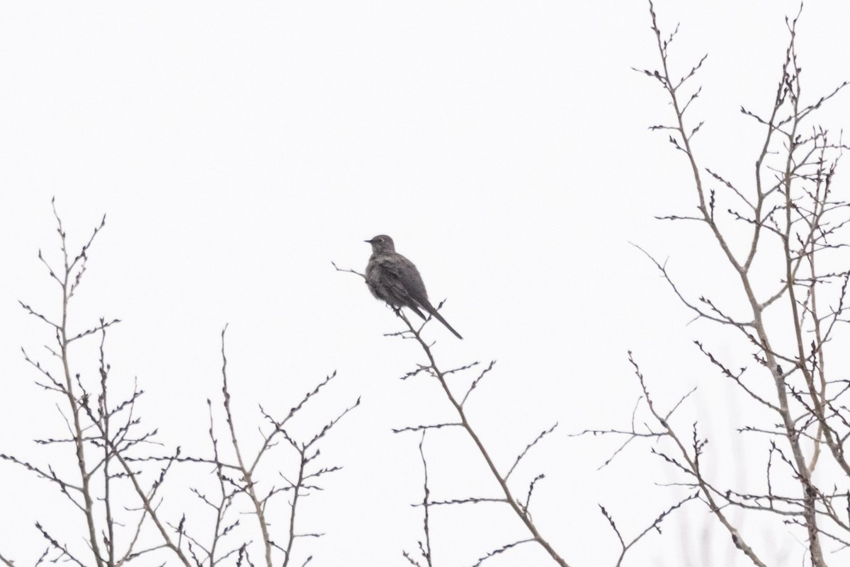 Townsend's Solitaire - Michelle Terrell