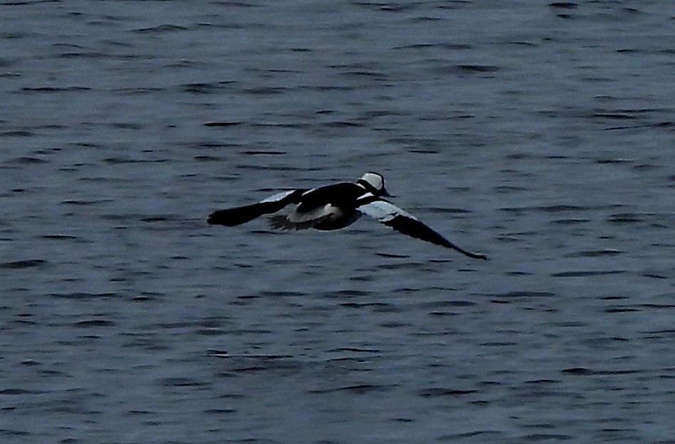 Bufflehead - ML613250469