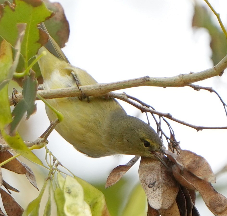 Orange-crowned Warbler - ML613250502