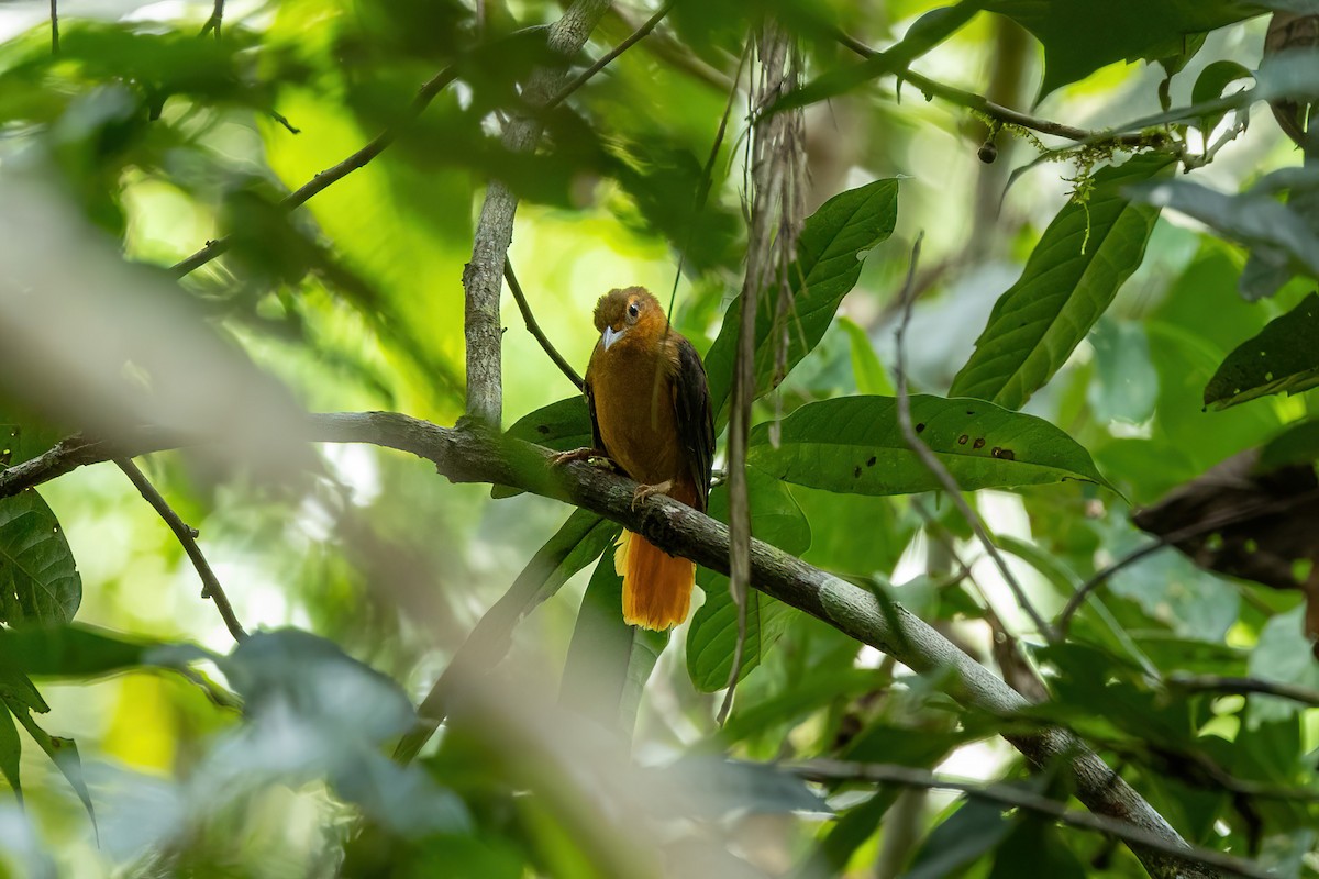 Cinnamon-rumped Foliage-gleaner - ML613250639