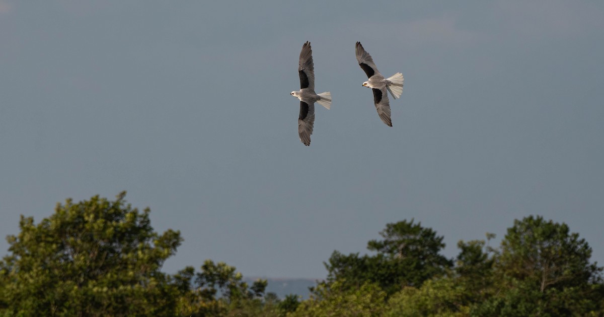 White-tailed Kite - David Tripp Jr