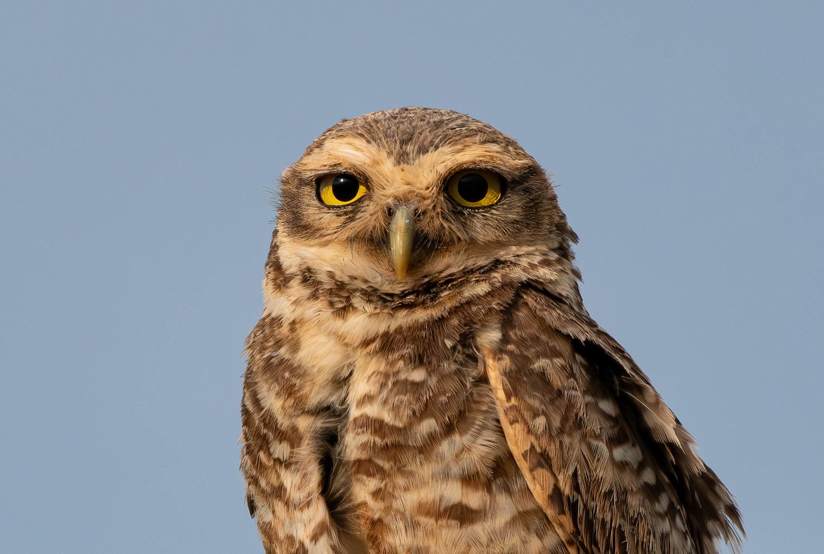 Burrowing Owl - David Tripp Jr