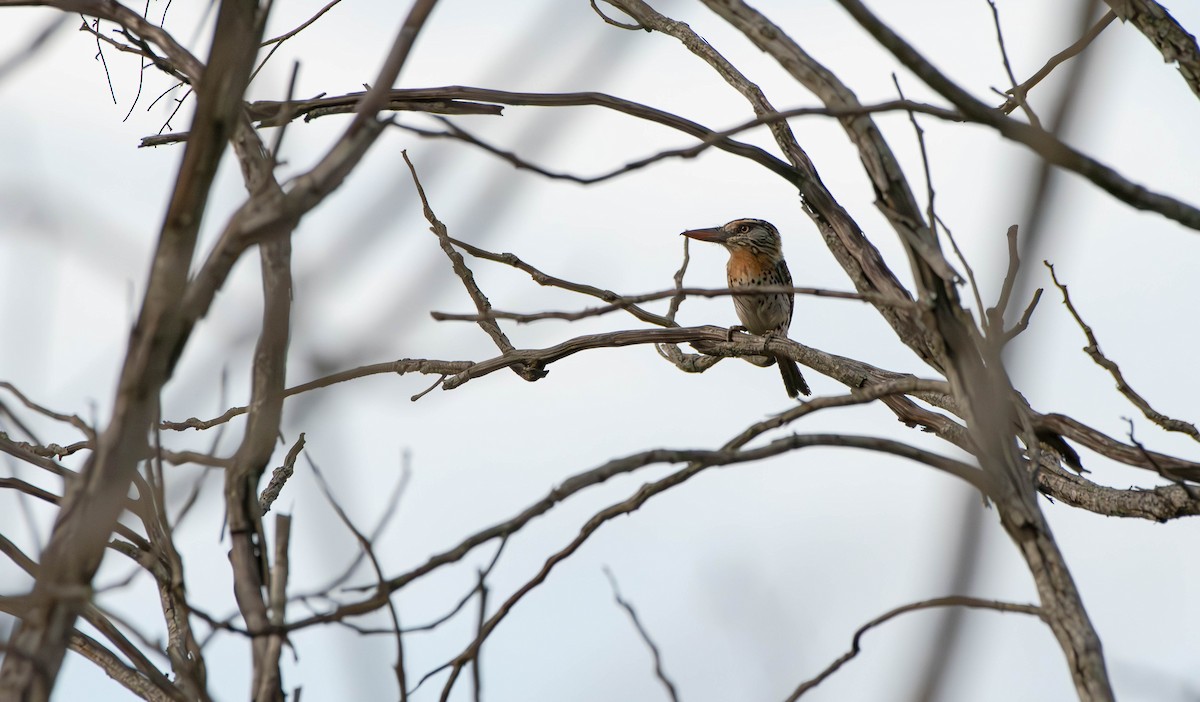 Spot-backed Puffbird - ML613250724