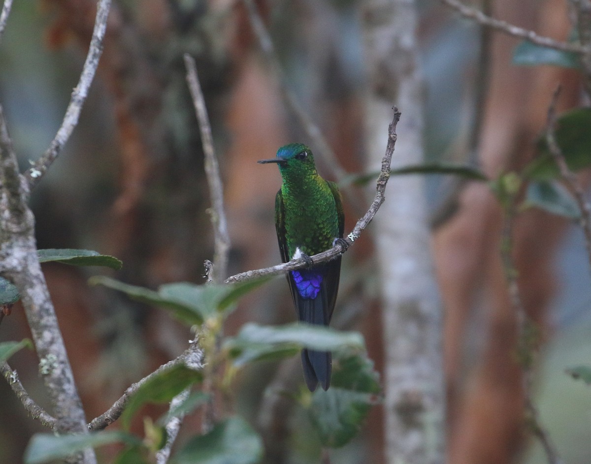 Sapphire-vented Puffleg (Sapphire-vented) - ML613250737