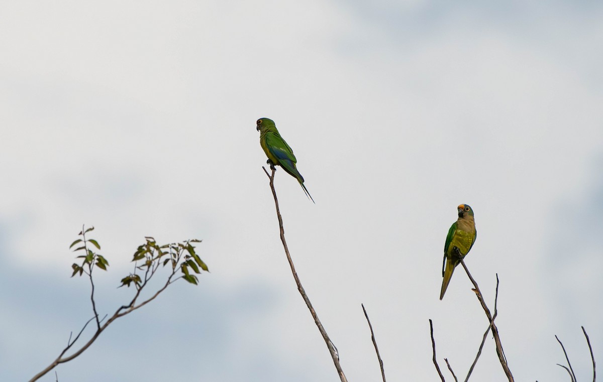 Peach-fronted Parakeet - David Tripp Jr