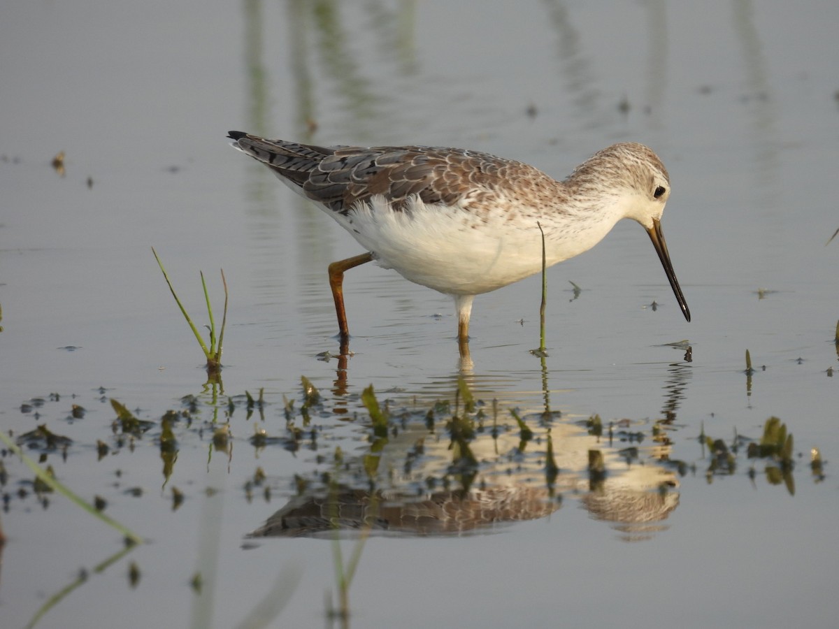 Marsh Sandpiper - Jim Panwar