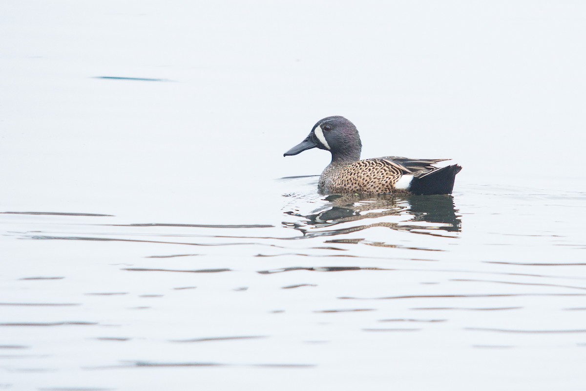 Blue-winged Teal - ML613250813