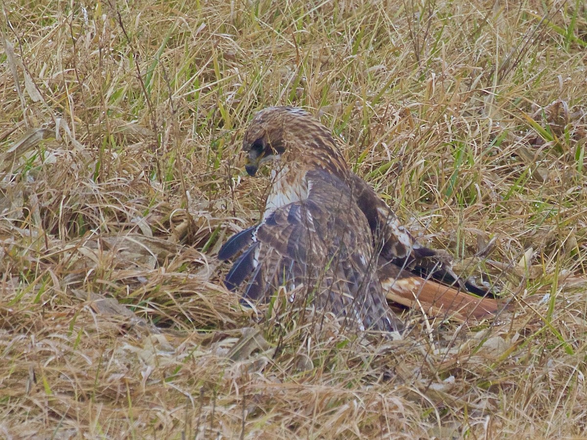 Red-tailed Hawk - ML613250839