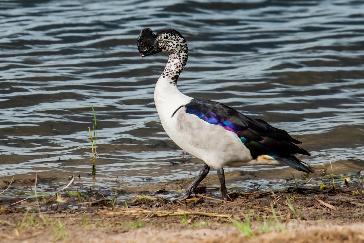 Canard à bosse - ML613250849