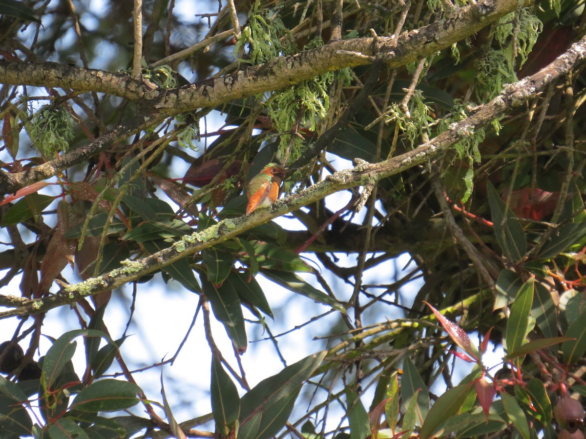 Рыжий/Алленов колибри - ML613250866