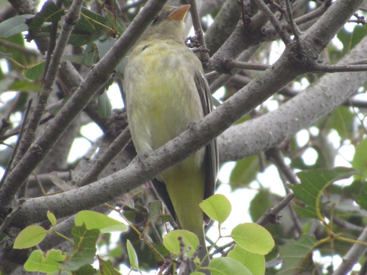 Western Tanager - Dan Cimbaro