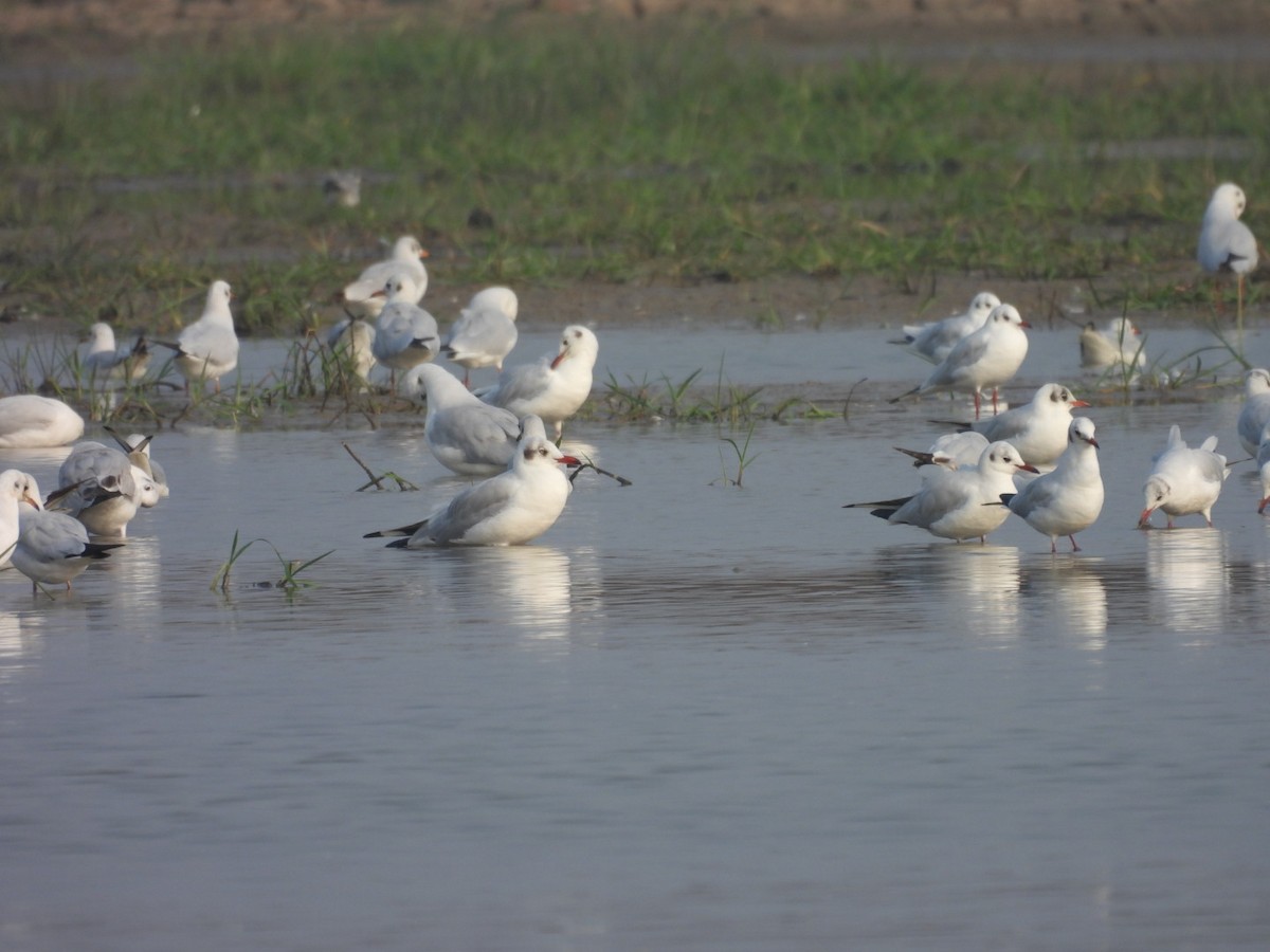 Brown-headed Gull - Jim Panwar