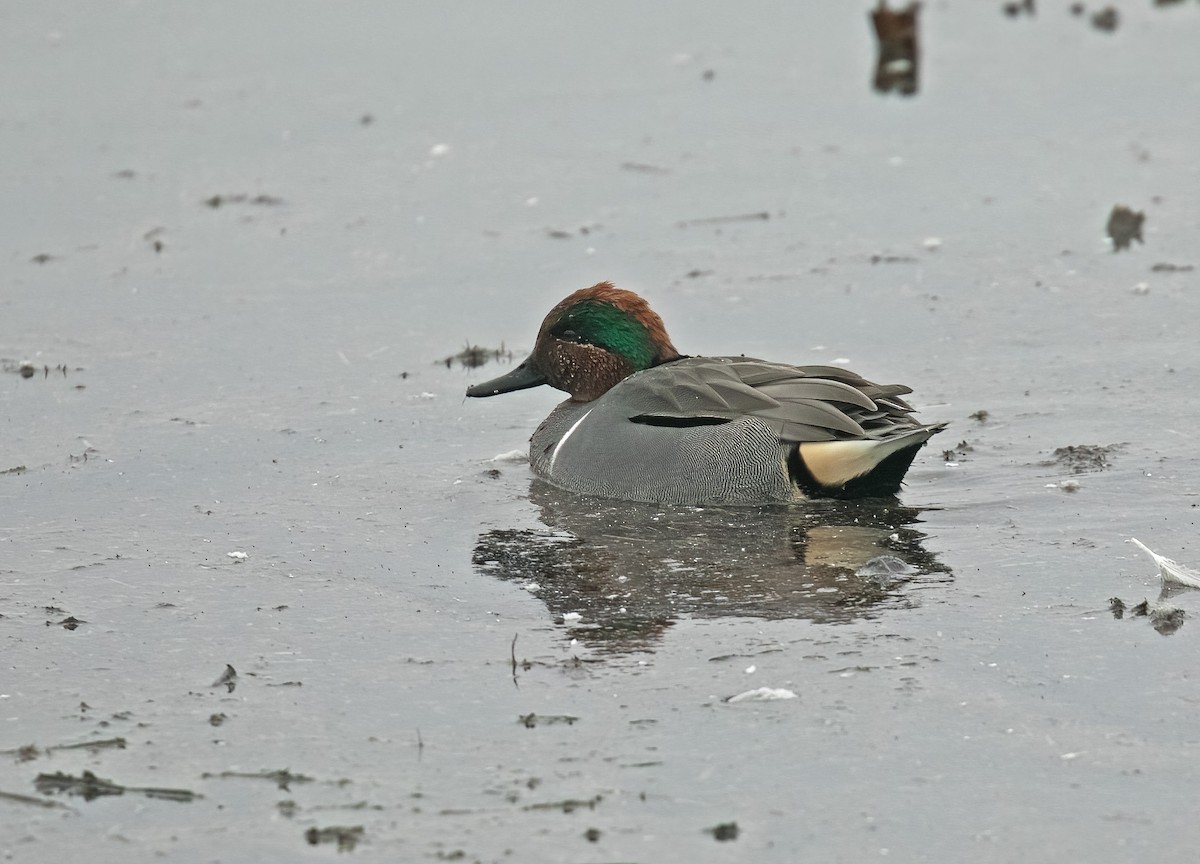 Green-winged Teal - ML613250970