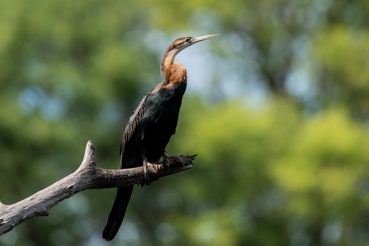 African Darter - Dominic More O’Ferrall