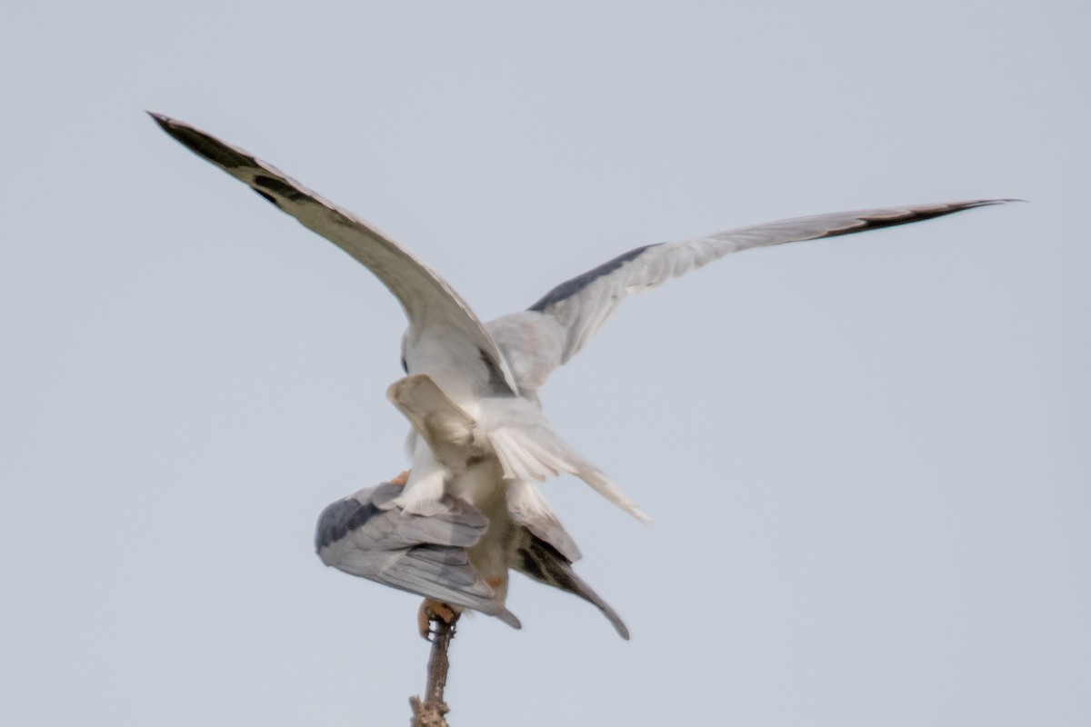 White-tailed Kite - Rafael Rodríguez Brito