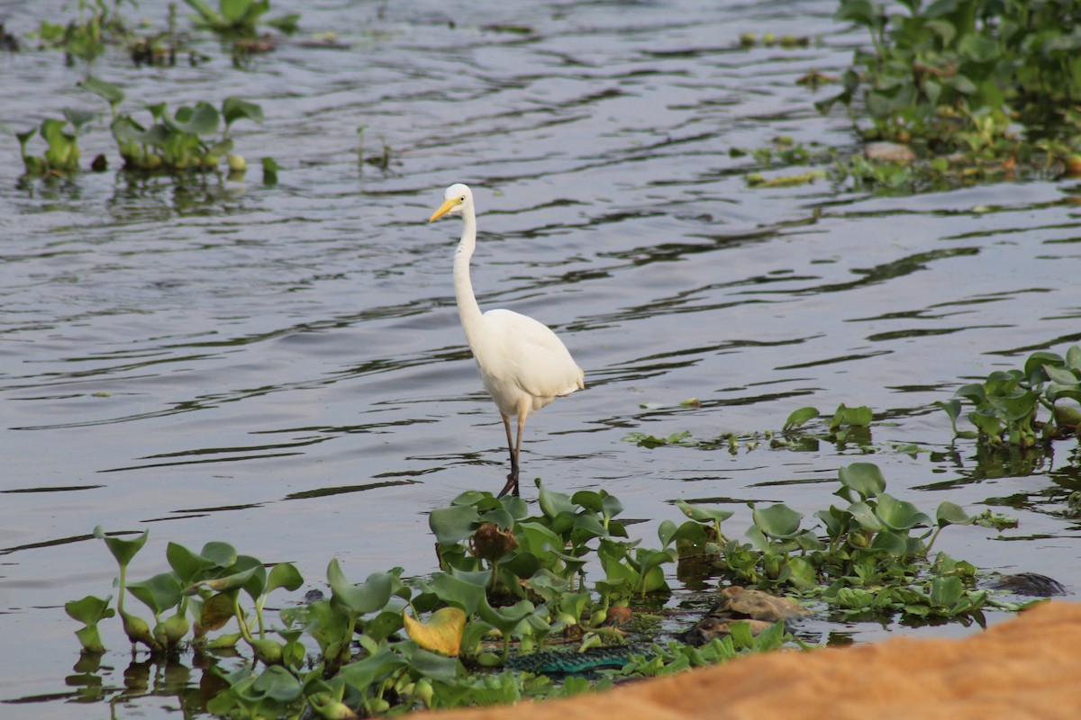 Medium Egret - ML613251056