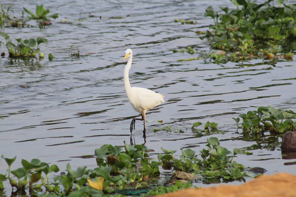 Medium Egret - ML613251057