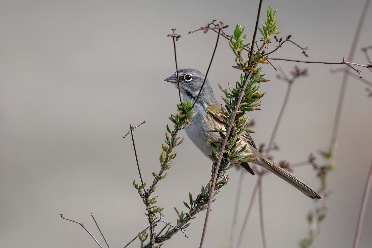 Bell's Sparrow - ML613251059